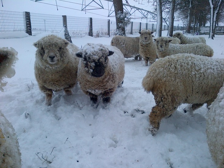 Grand Prairie-20170224-01302